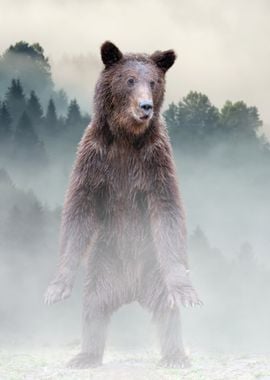 Bear in Foggy Forest