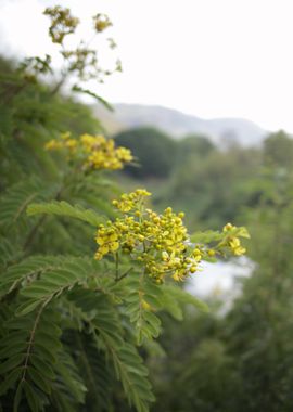 Yellow Flowers in Nature