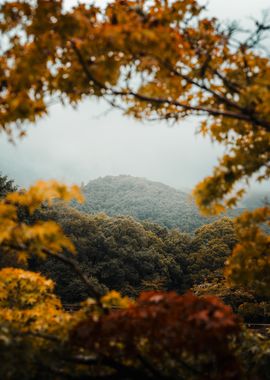 Autumn Forest View