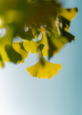 Ginkgo Leaves Against Blue Sky