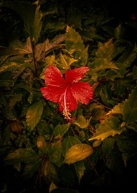 Bloody Red Hibiscus Flower 