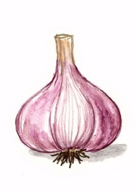 Watercolor Red Onion