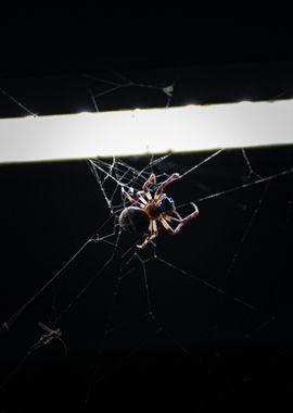 Spider in Web