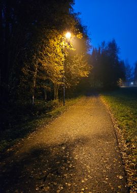 Night Path in the Woods