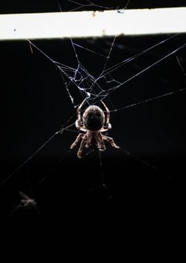 Spider in Web