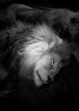 Sleeping Lion