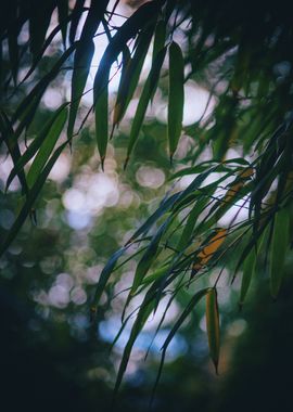 Bamboo Leaves and Sunlight