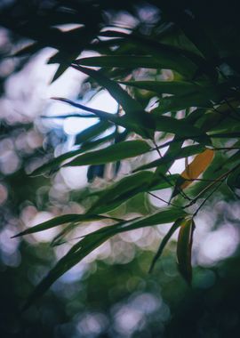 Bamboo Leaves and Bokeh