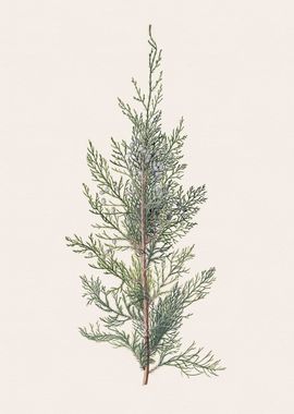 Cedar Branch Illustration