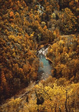 Autumn River in Forest