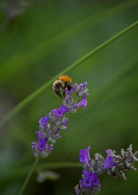 Bee on Lavender