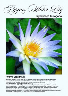 Pygmy Water Lily Flower