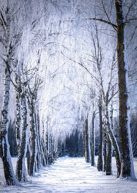 Snowy Birch Tree Path