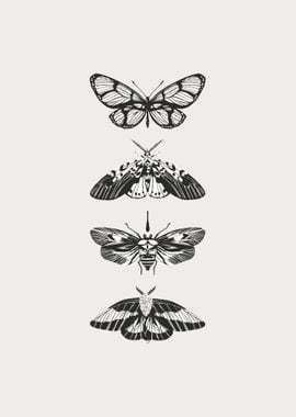 Black and White Butterfly and Moth Illustration