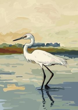 White Egret in Water