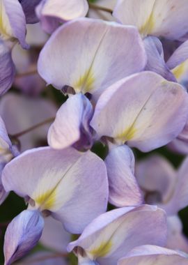 Fleurs de Wisteria