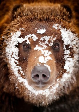 Brown Bear in Snow