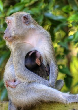 Mother Monkey Nursing Baby