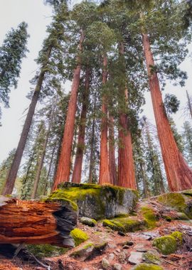 Giant Sequoia Forest