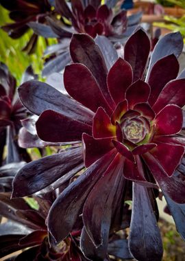 Black Rose Succulent