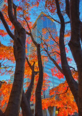 Autumn Leaves and Skyscraper