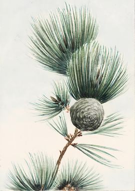 Pine Branch Watercolor