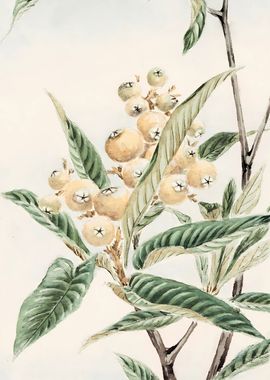 Biwa Loquat Branch