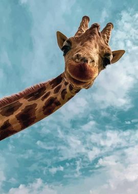 Giraffe Looking Up