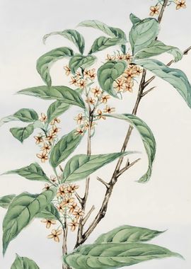 Stem with Leaves and Flowers 