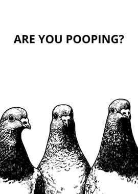 Pigeons & Funny Question