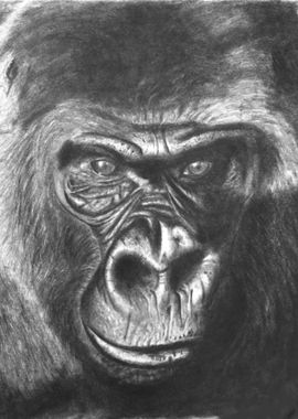 Gorilla Portrait Drawing