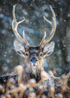 Deer in Winter Snow