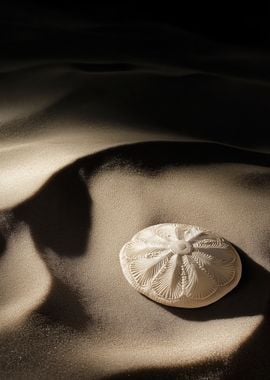 Sand Dollar on Beach