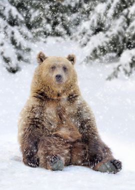 Brown Bear in Winter