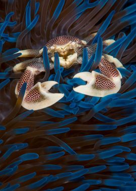 Crab in Anemone