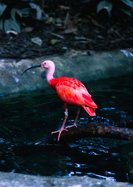 Scarlet Ibis on Branch