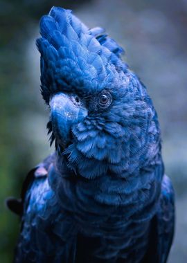 Blue Cockatoo Portrait