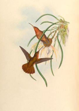 Vintage Hummingbird Grypus Spixi  Illustration