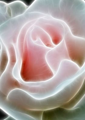 A soft, pink rose