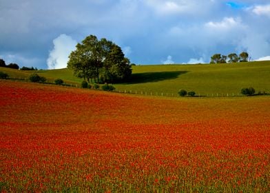 A field full of poppies a few days before they fully op ... 