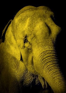 Elefante Asiático. Foto nocturna en el Zoológico de la ... 