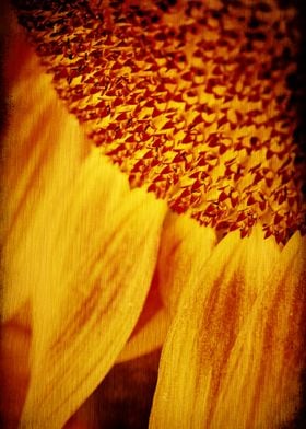 Sunflower - ©Silvia Ganora - Do not copy or use in any  ... 