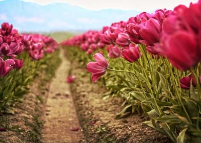 Tulip fields in the Skagit Valley of Washington state.
