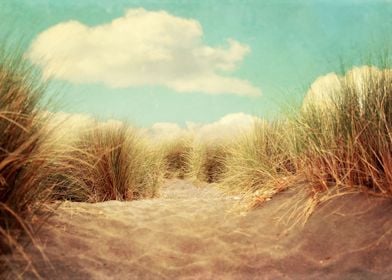 beach and dune grasses on the California coast