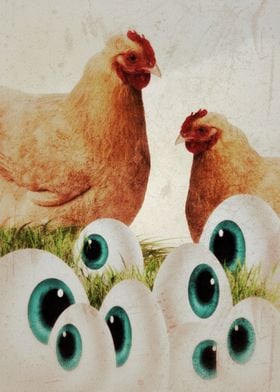 Chicken eyes