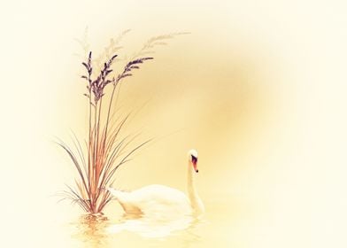 white swan