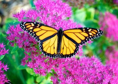 Monarch butterfly resting on purple flowers.