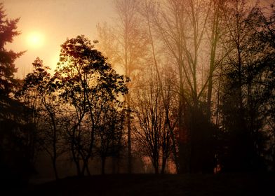 morning sunrise through the foggy trees