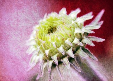 echinacea bud with texture