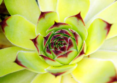 macro photo of a succulent
